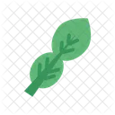 Kaffir Lime Leaves Daun Jeruk Culinary Icon