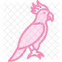 Kakadu Haustier Vogel Symbol