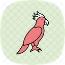 Kakadu Haustier Vogel Symbol