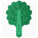 Kale Vegetable Curly Icon