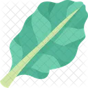 Kale  Icon
