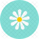 Kamille Blume Ostern Symbol