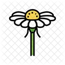 Kamillenblüte  Symbol