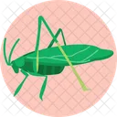 Katydid Insect Bug Icon