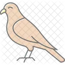 Kestrel Bird Falcon Icon