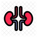 Kidney Anatomy Icon Icon