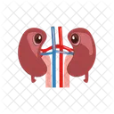 Kidney Cartoon Human Icon