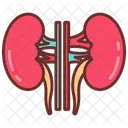 Kidney Nephron Renal Icon