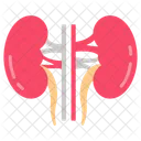 Kidney Nephron Renal Icon