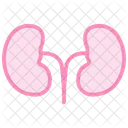 Kidney Color Outline Icon Icon