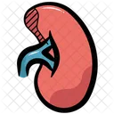 Kidney Organ Anatomy Icon