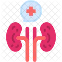 Kidney Internal Organ Icon