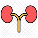 Kidney Organ Medical Icon