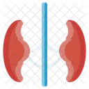 Kidney Medical Organ Icon