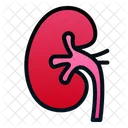 Kidney Human Organ Icon