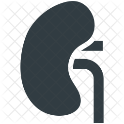 Kidney Icon