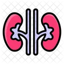 Kidney Urinary Bladder Urinary Tract Icon