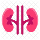 Kidney Urinary Bladder Urinary Tract Icon
