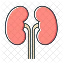 Kidney Kidneys Organ Icon