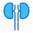 Kidney  Icon