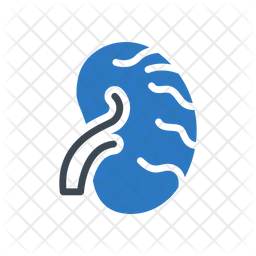 Kidney  Icon