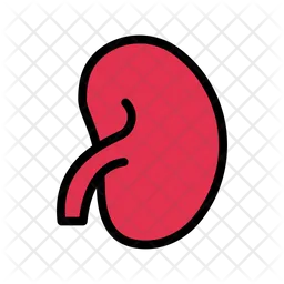 Kidney  Icon