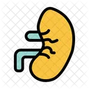 Kidney Medical Medicine Icon