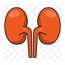 Kidney Anatomy Medical Icon