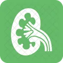 Kidney Organ Body Icon