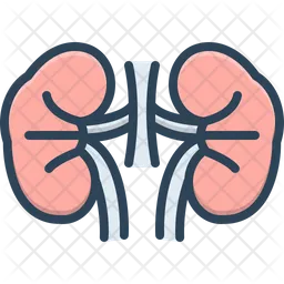 Kidney  Icon