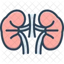 Kidney Renal Anatomy Icon