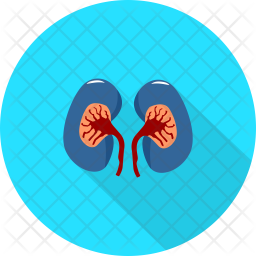 Kidney Icon - Download in Flat Style