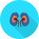 Kidney Medical Tool Icon