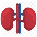 Kidney Organ Body Part Icon