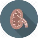 Kidney Organ Body Icon