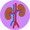 Kidney Organ Human Icon