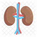 Kidney Urology Renal Icon