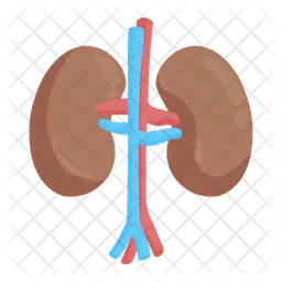 Kidney  Icon