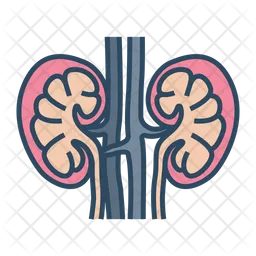 Kidney  Icon