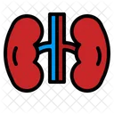 Kidney Organ Urology Icon