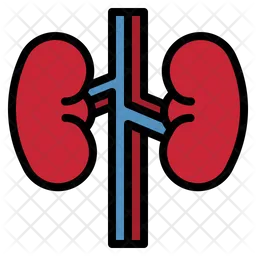 Kidney  Icon