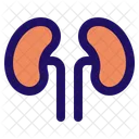 Kidney Anatomy Body Icon