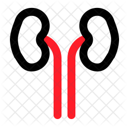 Kidney Icon