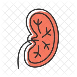 Kidney  Icon