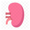 Kidney Urology Organ Icon
