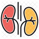 Kidney Body Parts Organ Icon