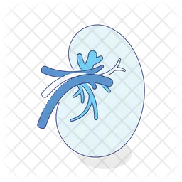 Kidney  Icon