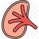 Kidney Body Organ Icon
