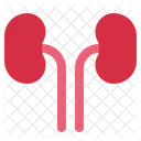 Kidney Urinary Bladder Icon