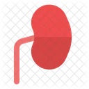 Kidney Icon